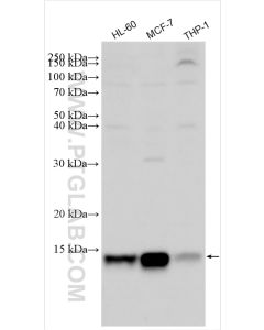 S100A9 Polyclonal antibody proteintech 26992-1-AP
