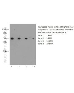 HA tag Polyclonal antibody proteintech 51064-2-AP