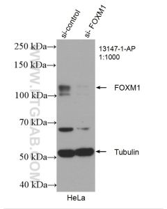 FOXM1 Polyclonal antibody proteintech 13147-1-AP
