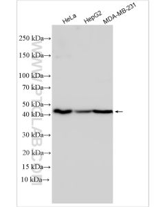 MT-CYB Polyclonal antibody proteintech 55090-1-AP