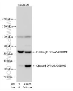 DFNA5/GSDME Polyclonal antibody proteintech 30696-1-AP