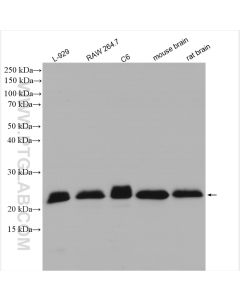 RAB7A Polyclonal antibody proteintech 55469-1-AP
