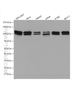 BRD3 Polyclonal antibody proteintech 11859-1-AP