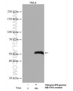 IRF1 Polyclonal antibody proteintech 11335-1-AP