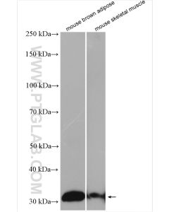 UCP1 Polyclonal antibody proteintech 23673-1-AP