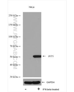 IFIT1 Polyclonal antibody proteintech 23247-1-AP