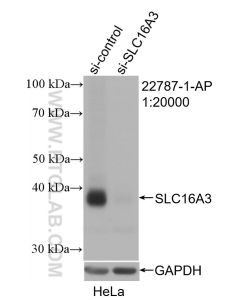 MCT4 Polyclonal antibody proteintech 22787-1-AP