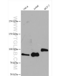 DNMT3B Polyclonal antibody proteintech 26971-1-AP
