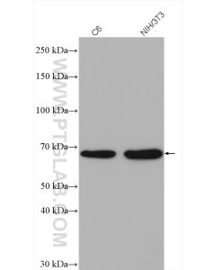 PAK1 Polyclonal antibody proteintech 21401-1-AP