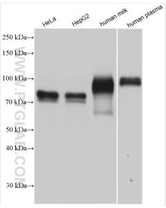 LGALS3BP Polyclonal antibody proteintech 10281-1-AP