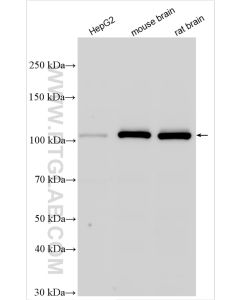 OGT Polyclonal antibody proteintech 11576-2-AP