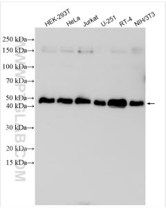 ZNF787 Polyclonal antibody proteintech 31934-1-AP