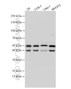 JNK Polyclonal antibody proteintech 51153-1-AP