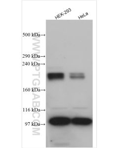 SLIT2 Polyclonal antibody proteintech 28730-1-AP