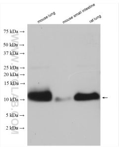 HOPX Polyclonal antibody proteintech 11419-1-AP