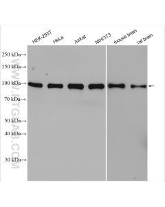 CAPRIN1 Polyclonal antibody proteintech 15112-1-AP
