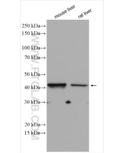 TDO2 Polyclonal antibody proteintech 15880-1-AP