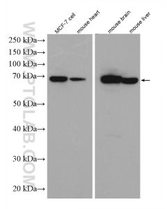 TOM70 Polyclonal antibody proteintech 14528-1-AP