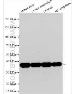 Synaptophysin Polyclonal antibody proteintech 17785-1-AP