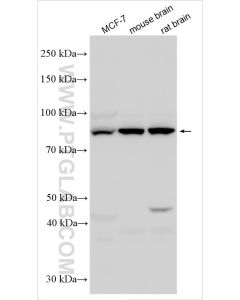 Cullin 5 Polyclonal antibody proteintech 31183-1-AP