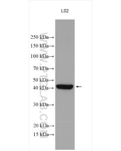 TRIB3 Polyclonal antibody proteintech 13300-1-AP