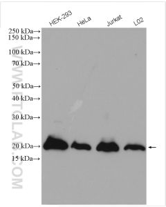 SUMO2/3 Polyclonal antibody proteintech 11251-1-AP