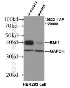 BMI1 Polyclonal antibody proteintech 10832-1-AP