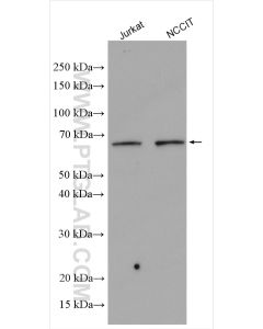 LEF1 Polyclonal antibody proteintech 14972-1-AP