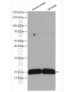STMN2 Polyclonal antibody proteintech 10586-1-AP