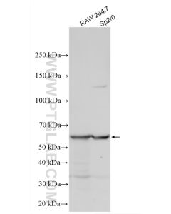 cGAS Polyclonal antibody proteintech 29958-1-AP