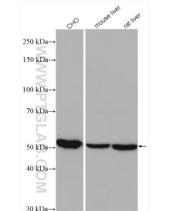 GSS Polyclonal antibody proteintech 15712-1-AP