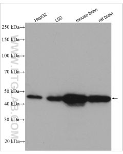 GOT1 Polyclonal antibody proteintech 14886-1-AP