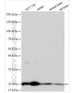 GPX4 Polyclonal antibody proteintech 30388-1-AP
