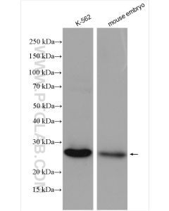 LIN28A Polyclonal antibody proteintech 11724-1-AP