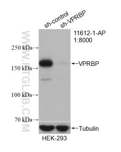 VPRBP Polyclonal antibody proteintech 11612-1-AP