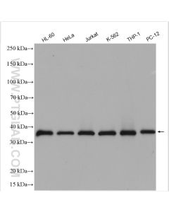 ATG3 Polyclonal antibody proteintech 11262-2-AP