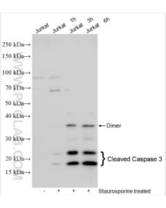 Cleaved Caspase 3 Polyclonal antibody proteintech 25128-1-AP