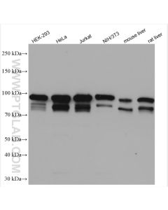 Alix Polyclonal antibody proteintech 12422-1-AP