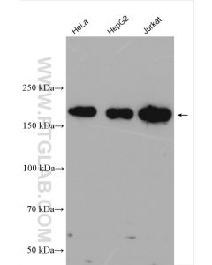 INO80 Polyclonal antibody proteintech 18810-1-AP