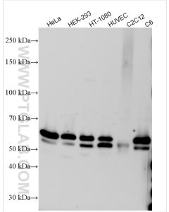 SMAD2 Polyclonal antibody proteintech 12570-1-AP