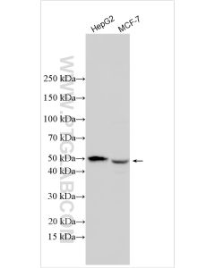 MBOAT4 Polyclonal antibody proteintech 32120-1-AP