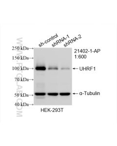 UHRF1 Polyclonal antibody proteintech 21402-1-AP