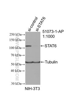 STAT6 Polyclonal antibody proteintech 51073-1-AP