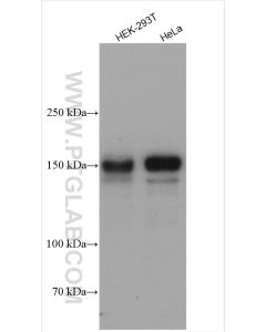 DROSHA Polyclonal antibody proteintech 27958-1-AP