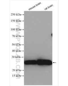 MOG Polyclonal antibody proteintech 12690-1-AP