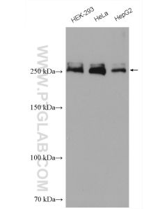 ACC1 Polyclonal antibody proteintech 21923-1-AP
