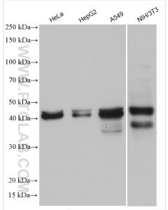 SETD8 Polyclonal antibody proteintech 14063-1-AP