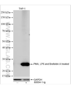 TNF-alpha Polyclonal antibody proteintech 26405-1-AP