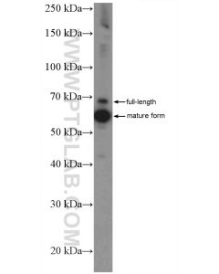AIF Polyclonal antibody proteintech 17984-1-AP
