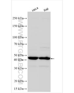 HDAC8 Polyclonal antibody proteintech 17548-1-AP